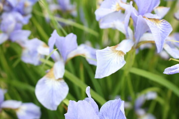 A beautiful blooming iris flower, blue in color with brown lines