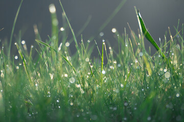 Gotas de Rocío en la Hierba: La Magia del Amanecer
Dewdrops on Grass: The Quiet Magic of Dawn