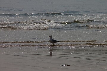 seagulls on the beach