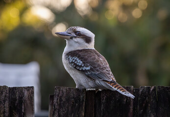 A Laughing Kookaburra perched on a fence