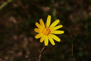 yellow flower at a cliffwalk in ireland