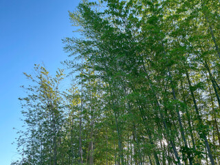 A tranquil bamboo forest in Japan with sunlight streaming through the green leaves and a clear blue sky above. Perfect for nature backgrounds, seasonal designs, and traditional Japanese themes.
