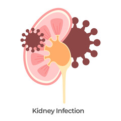 Kidney virus infection viral virology kidneys pathogen anatomy drawing illustration