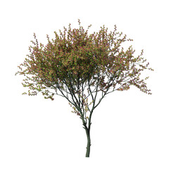 Judas Tree (Cercis siliquastrum) with Purple Leaves Isolated on Transparent Background for Landscape Design
