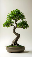 Zen Bonsai Tree: Symbol of Harmony and Tranquility in Japanese Miniature Art