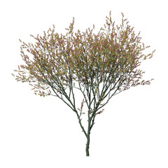 Judas Tree (Cercis siliquastrum) with Purple Leaves Isolated on Transparent Background for Landscape Design
