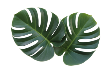 Lush Monstera Deliciosa Leaves Isolated on transparent background Ideal for Tropical Designs and Prints