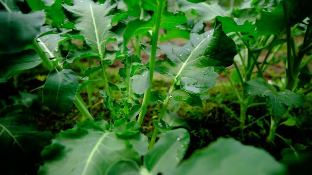 Close up of tiny broccoli heads or crowns growing in the middle while moving camera away revealing more plants growing next to garden bed of red beets