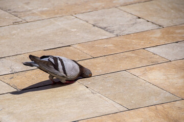 A Pigeon drinks water from a gap between a tiled floor on a hot day. Animal welfare. Heatwave and...