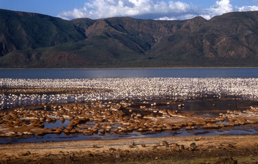 Flamant nain, phoenicopterus minor, Lesser Flamingo, colonie, nids,  parc national du lac Bogoria,...