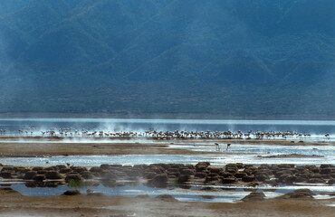 Geyser, Flamant nain, phoenicopterus minor, Lesser Flamingo, colonie, nids,  parc national du lac...