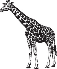 Naklejka premium Detailed black and white illustration of a giraffe on a white ba