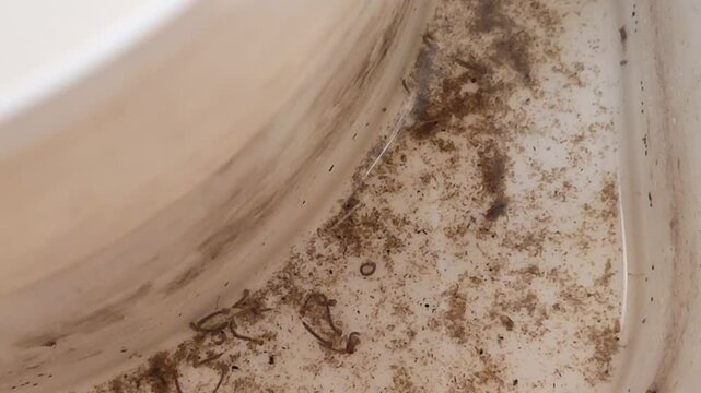 Dirty water contains mosquito larvae that breed. This can cause dengue fever and the Zika virus. The concept of environmental cleanliness.