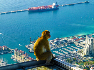 Barbary Macaque Overlooking Gibraltar Marina and Harbor