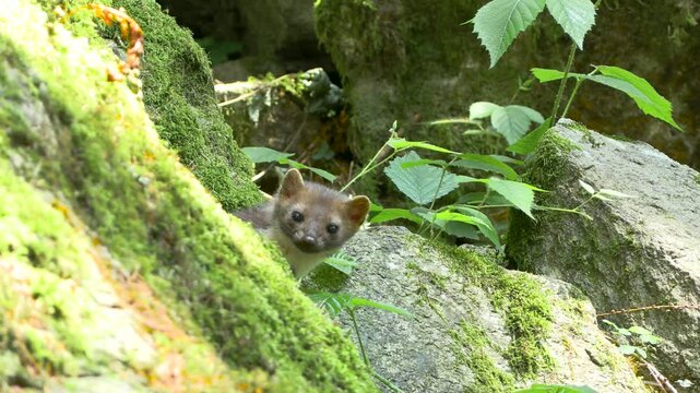 Martes foina faina animal marten	