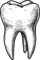 Detailed black and white illustration of a human tooth on a clea