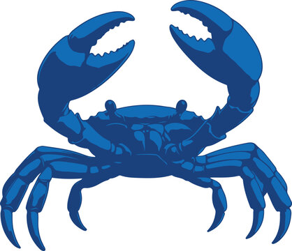 Detailed blue crab vector illustration for design projects
