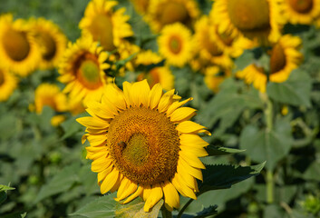 sunflower field and close-up sunflowers
