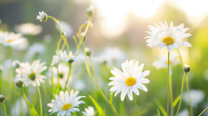 Beautiful white daisies bask in soft morning light, symbolizing natural beauty, springtime renewal, and peaceful simplicity.