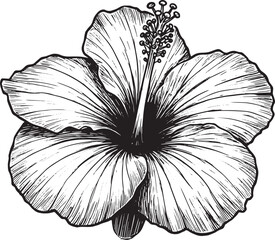 Fototapeta premium Detailed Black and White Line Art Illustration of a Hibiscus Flo