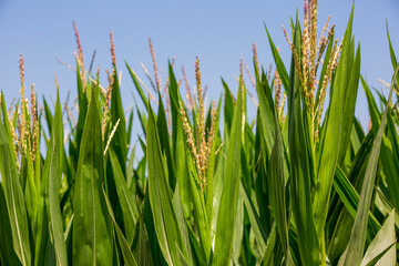 cornfield close-up agricultural field