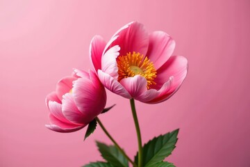 Obraz premium Dried peony, crumpled petals, soft pink backdrop, still life, macro