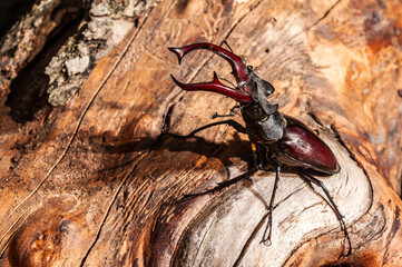 Stunning macro shot of a majestic stag beetle, captured in incredible detail on wood.