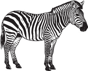 Detailed black and white illustration of a zebra standing on a w