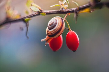 A snail crawls on a branch, with focus on bright red berries in the background.