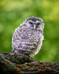 Barred owlet