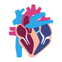 Heart anatomy illustration without label no text human hearts diagram