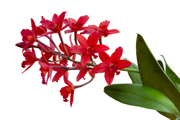 Red cattleya orchid flower with isolated on transparent background, PNG	
