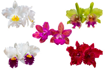 Set of Colorful cattleya orchid flowers in nature with isolated on transparent background. Top view of many exotic flowers. PNG
