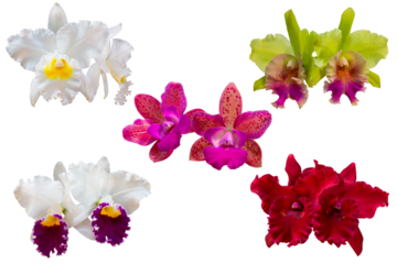 Set of Colorful cattleya orchid flowers in nature with isolated on transparent background. Top view of many exotic flowers. PNG
