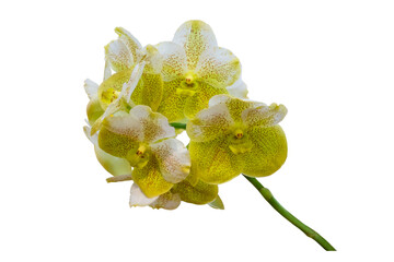 
A beautiful Ascocenda orchid plant and white and green orchid flowers in bloom with isolated on...