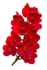 A beautiful Ascocenda orchid plant and red orchid flowers in bloom with isolated on transparent background. PNG