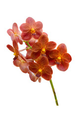 
A beautiful Ascocenda orchid plant and pink orchid flowers in bloom with isolated on transparent background. PNG 