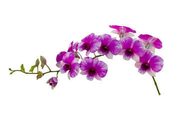 Purple and pink dendrobium orchid flower with isolated on transparent background, PNG	