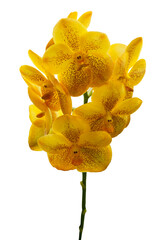 A beautiful Ascocenda orchid plant and yellow orchid flowers in bloom with isolated on transparent background. PNG 