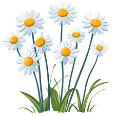 Fototapeta premium Bright wild daisies with yellow centers and green stems create cheerful garden scene