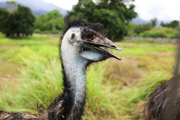 Close-Up of Emu Bird in Green Field – Exotic Wildlife in Natural Habitat