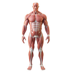 Anatomical model showcasing human muscles and structure, ideal for educational purposes. This detailed representation highlights muscle groups and body anatomy