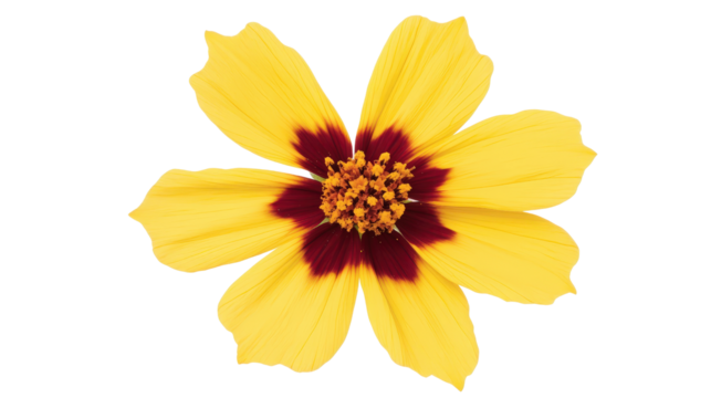 High-resolution image of a single blooming Coreopsis tinctoria flower with vibrant yellow petals and dark red center,Transparent background, PNG file