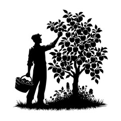 Silhouette of farmer harvesting apples from tree