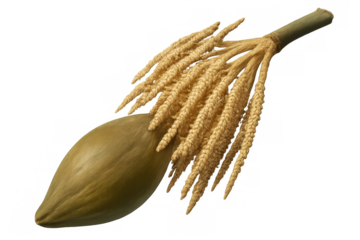 Detailed illustration of a coconut palm flower showing its structure and growth process, isolated on a transparent background