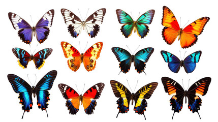Naklejka premium A collection of tropical butterflies with open wings in symmetrical formation, showcasing vibrant colors and delicate details, Transparent background, PNG file