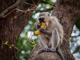 Vervet monkey eating a banana in Kruger National Park, South Africa