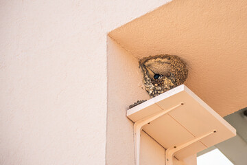 Swallow building a nest under house roof. Urban wildlife behavior, mud nest on wall. Great for articles, education, or environmental awareness design.