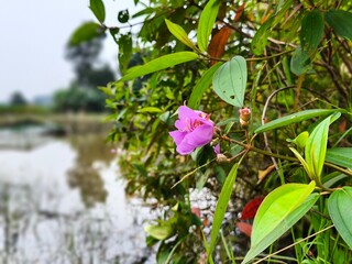 Delicate Purple Flower by Tranquil Water