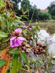 Delicate Purple Flowers and Seed Pods by a Pond, Close-Up View